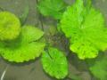 Akváriumi növények - Nymphaea lotus Thermalis zöld tigrislotus
